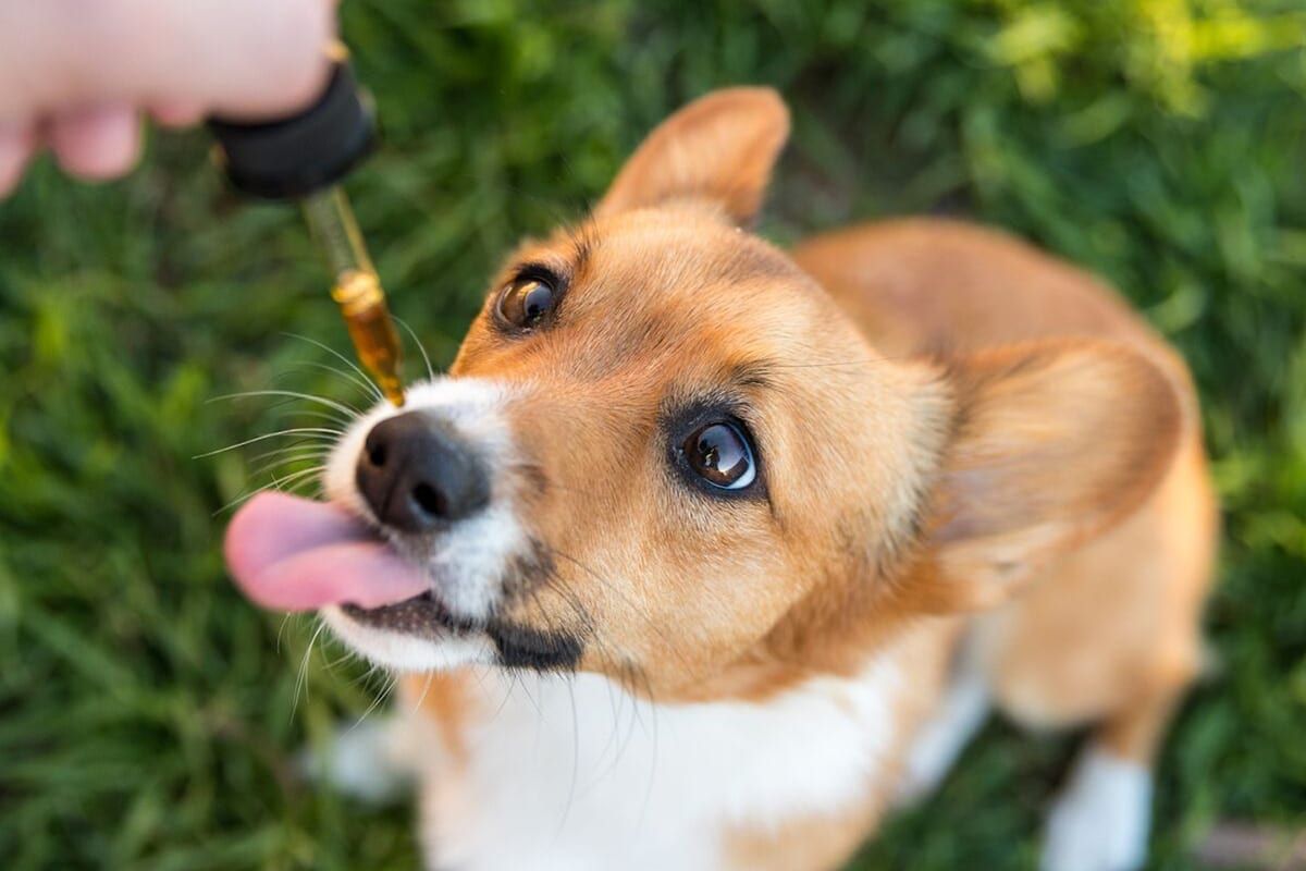 Buyers’ Guide for CBD oil for dogs