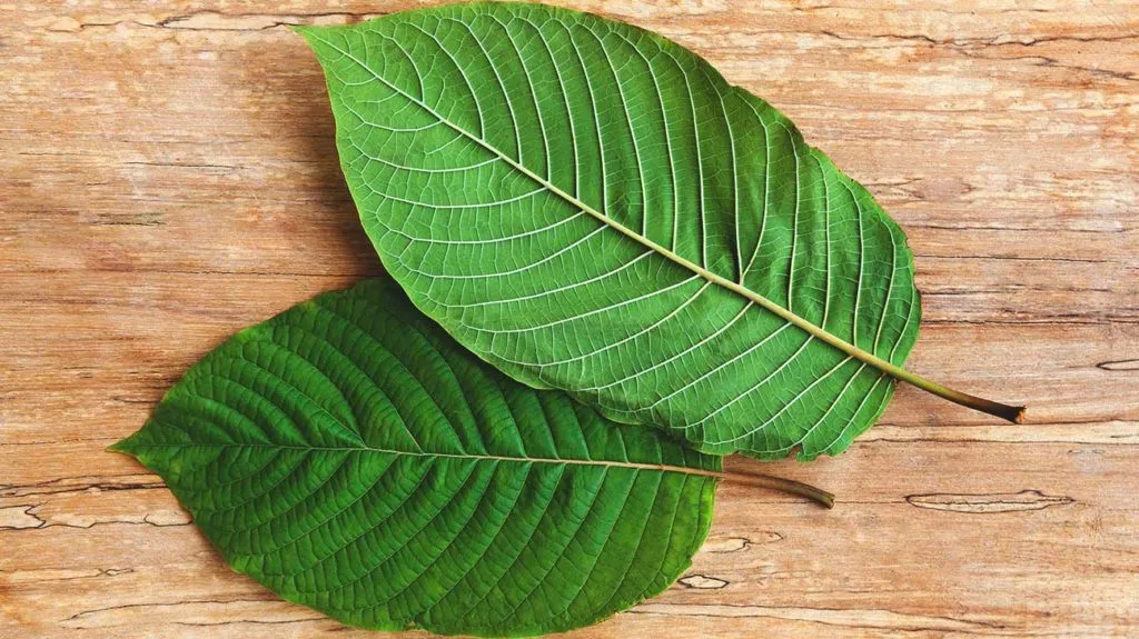 Learn more about the exciting world of kratom strains