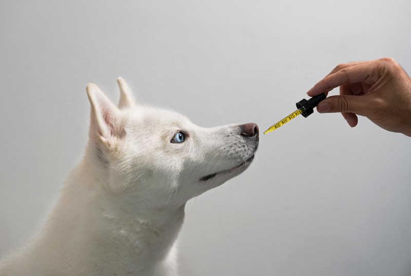 cbd oil for dogs